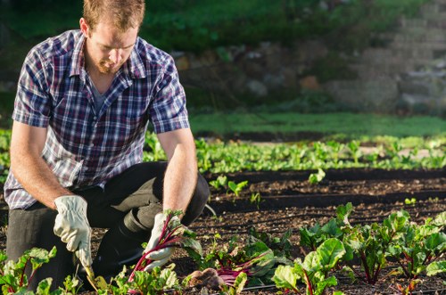 Garden hedge maintenance in Barking with precise shaping and clean edges
