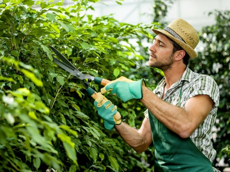 Lawn and hedge maintenance by gardeners in Barking