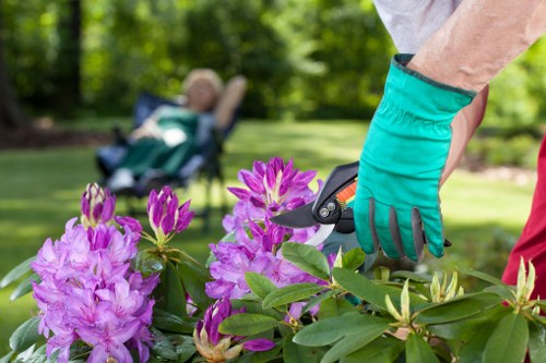 Professional tree surgery equipment used for canopy maintenance