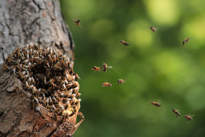 garden maintenance garden