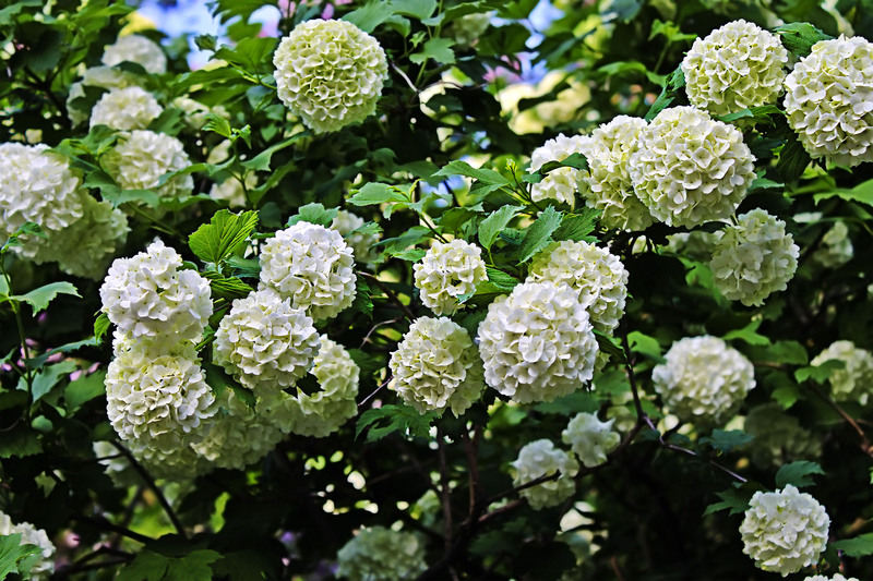 landscape design Garden