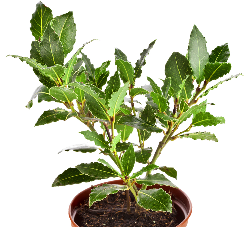 garden design irrigation system